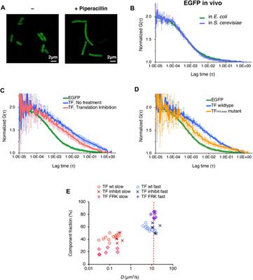 Application of fluorescence correlation spectroscopy to investigate the dynamics of a ribosome-associated trigger factor in Escherichia coli